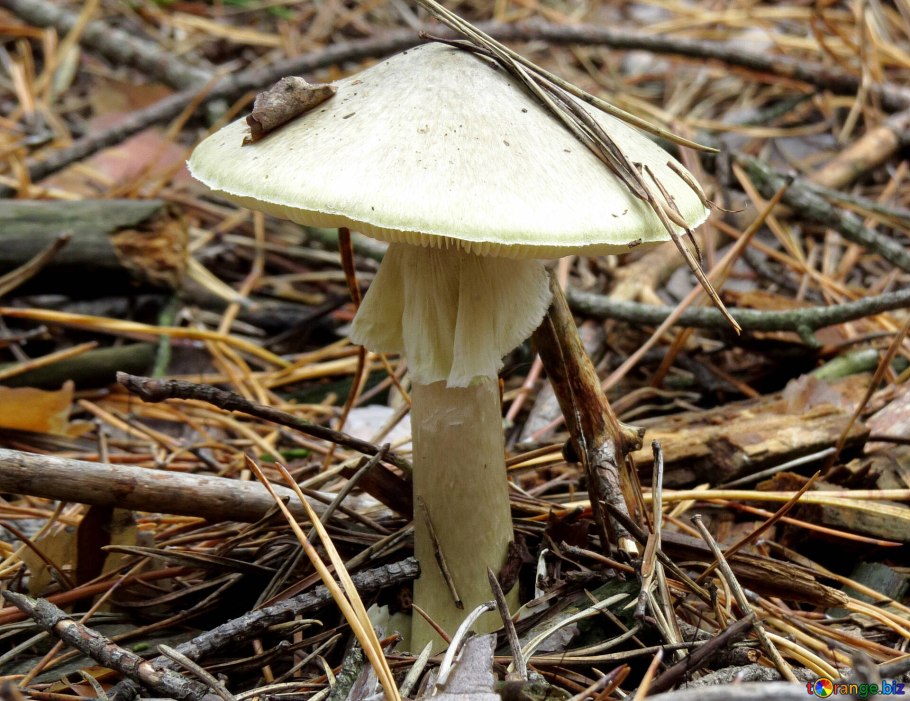 Бледная поганка (мухомор зеленый)