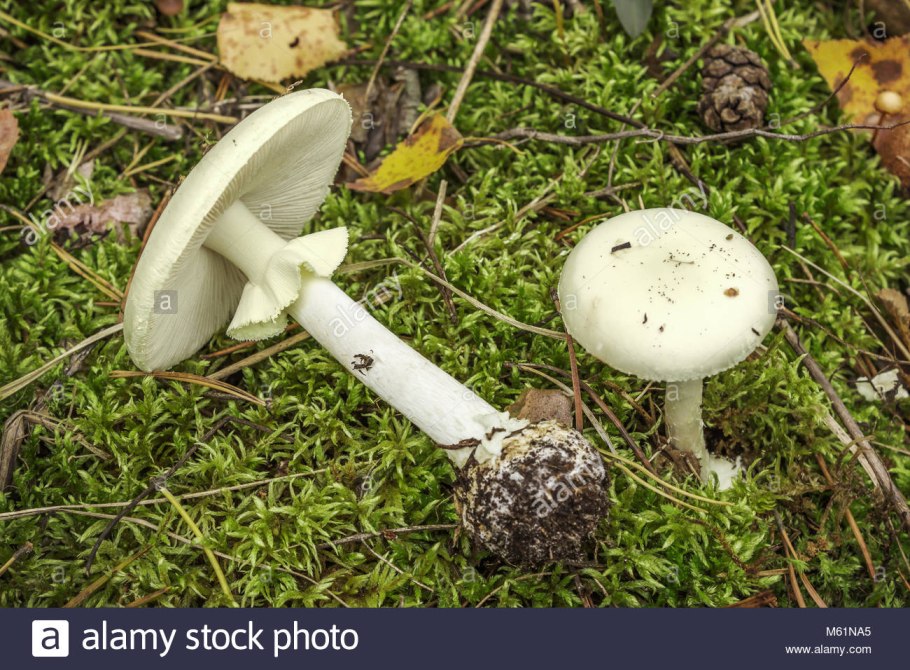 Поганка Toadstools