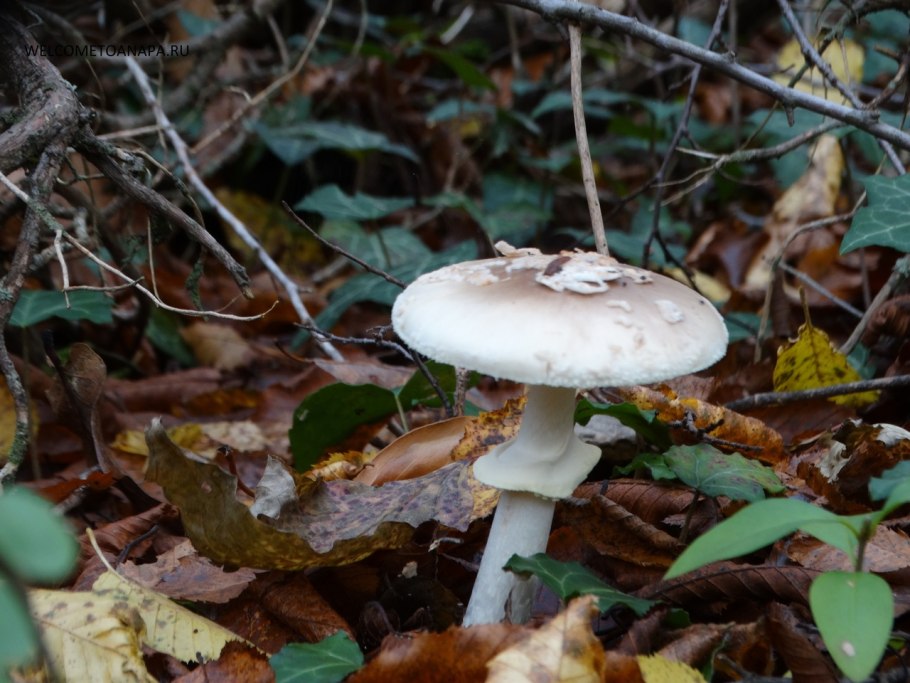 Бледная поганка белая