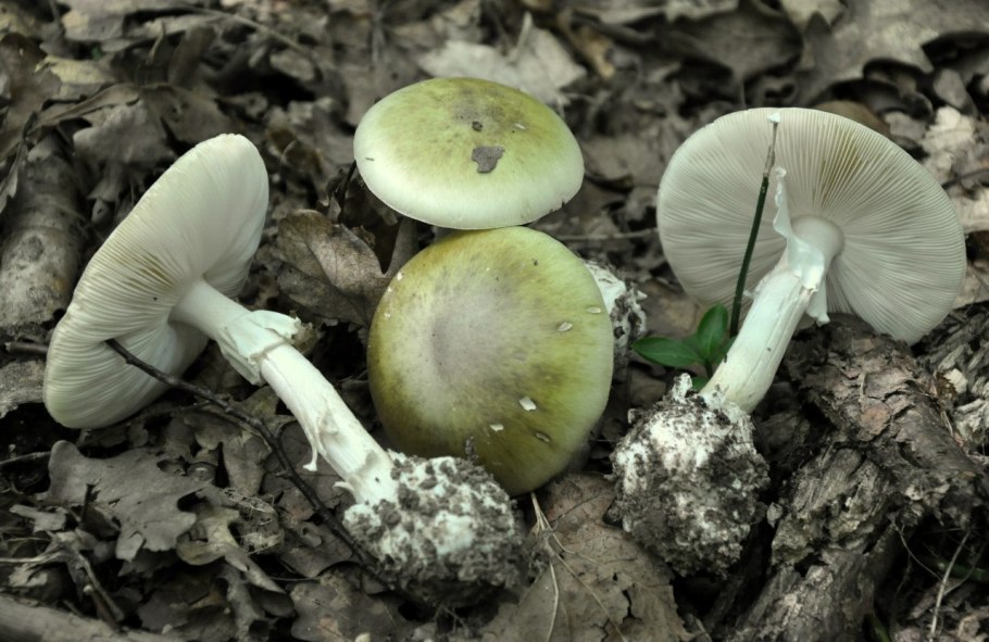 Бледная поганка