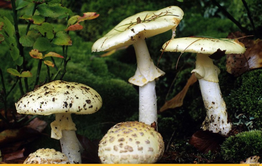 Бледная поганка Amanita phalloides