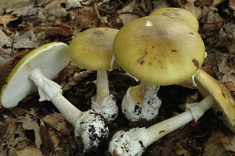 Мухомор белый (Amanita Verna)