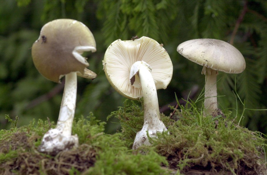 Мухомор ядовитый гриб грибы