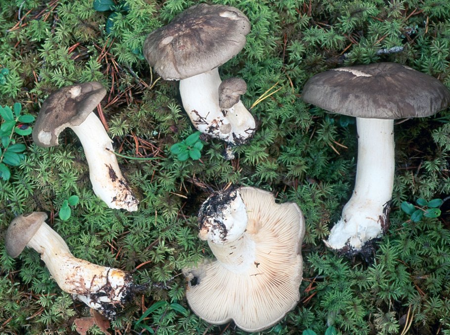 Гриб лиофиллум грязный