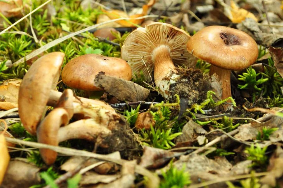 Рядовка Тополевая Tricholoma populinum