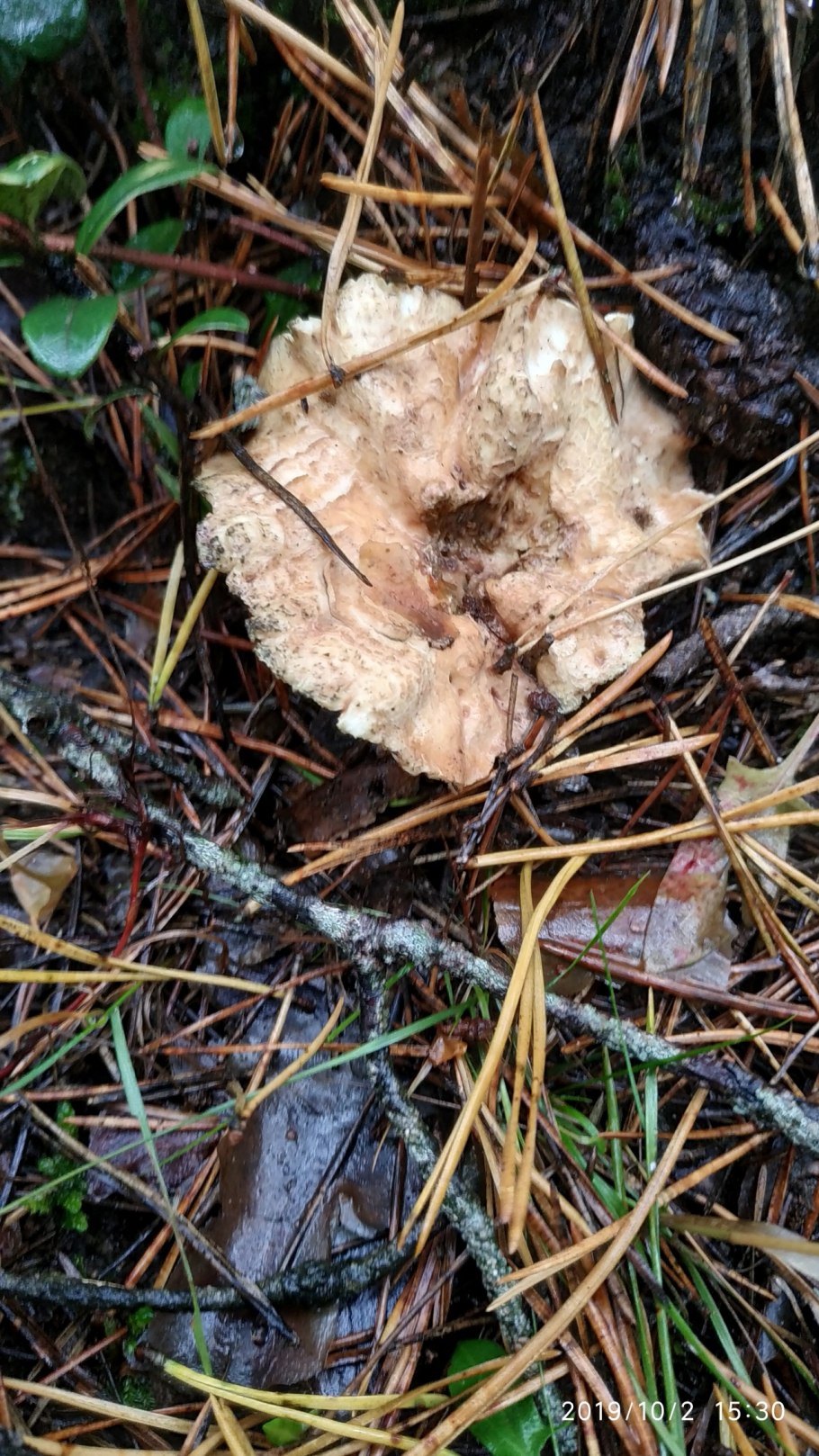 Альбатреллус краснеющий