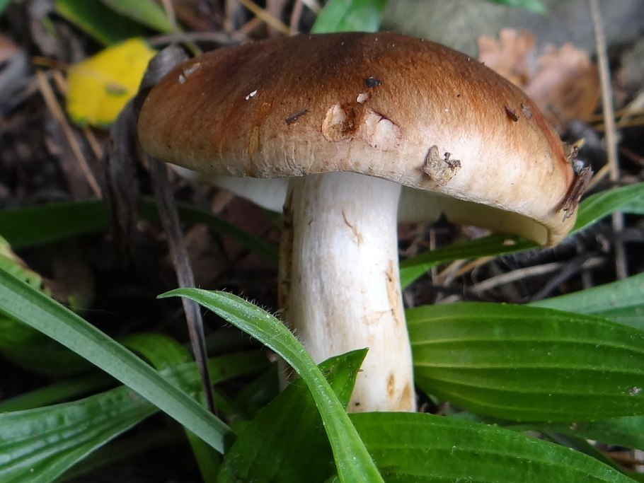 Tricholoma pessundatum