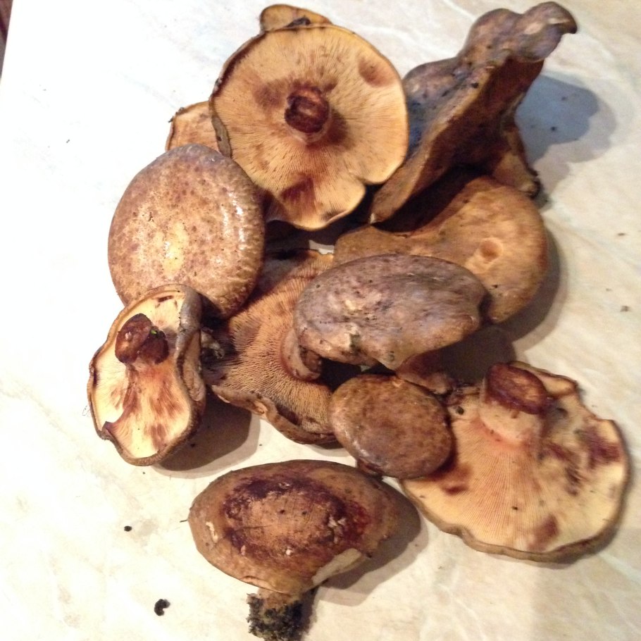 Гриб свинушка