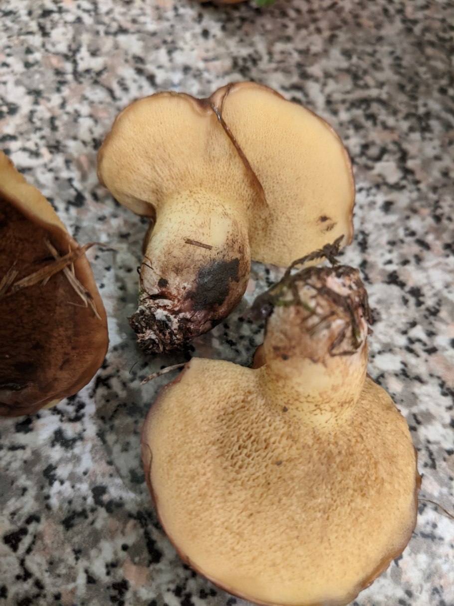 Рыжие маслята съедобные