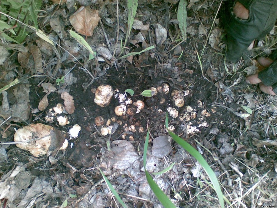 Грибы листопадники подтопольники