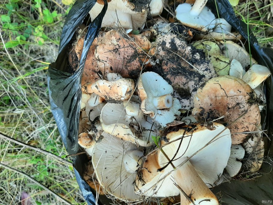 Подтопольники грибы