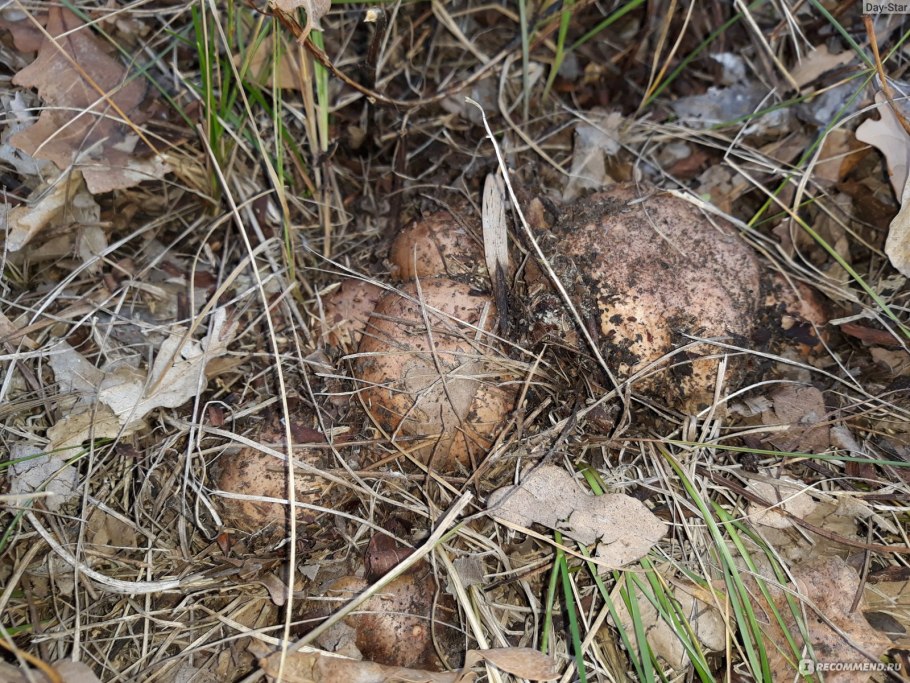 Грибы Волго Ахтубинской Поймы