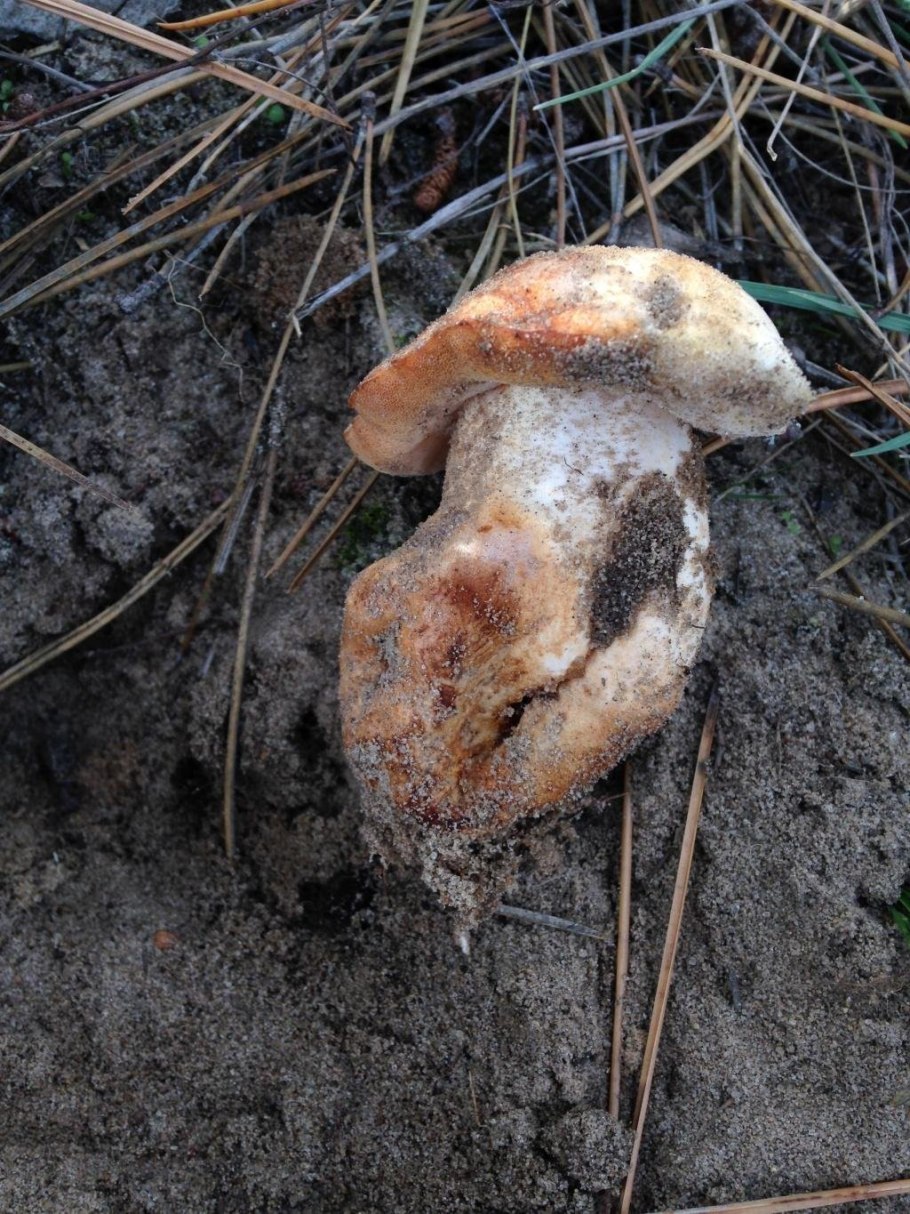 Gyroporus ammophilus