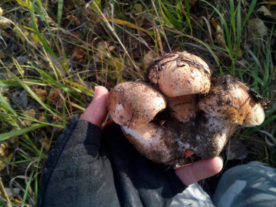 Гриб рядовка Тополевая