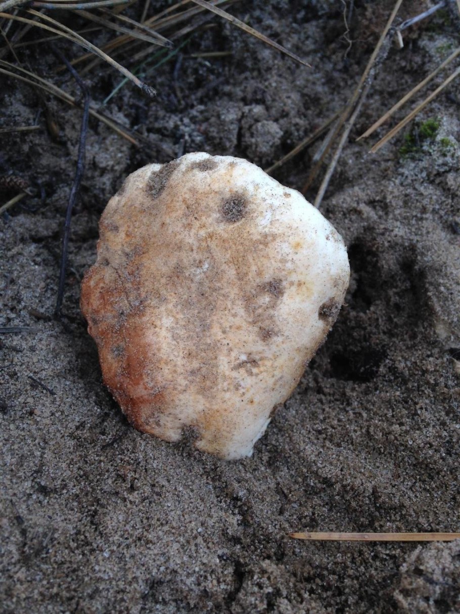 Gyroporus ammophilus