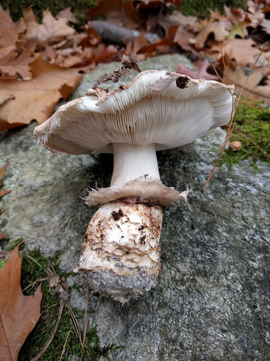 Tricholoma murrillianum