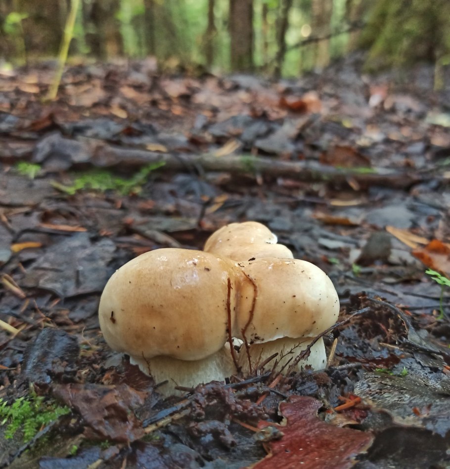 Рыжик Сосновый/Боровой (Lactarius deliciosus);