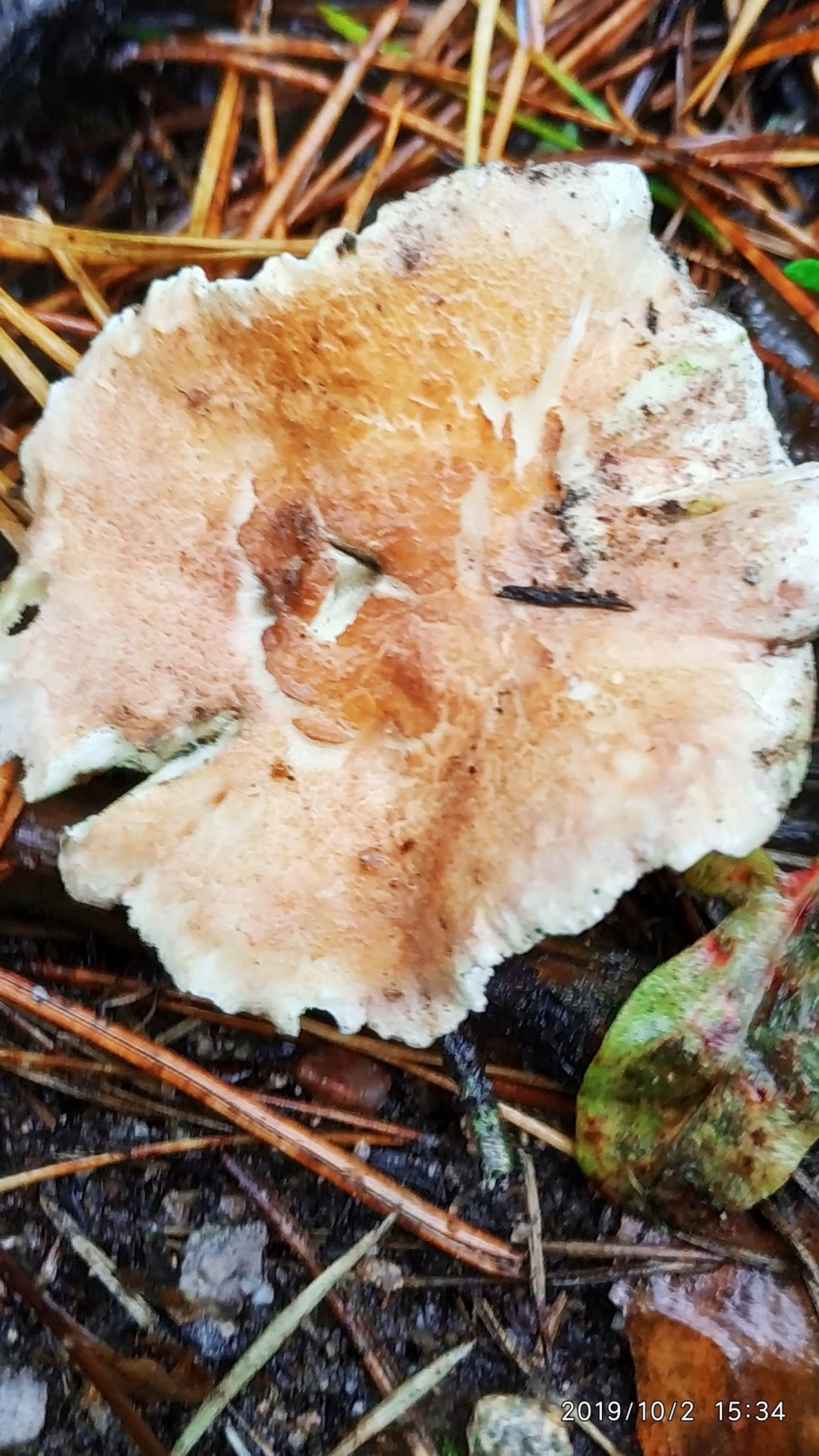 Гриб Альбатреллус сливающийся