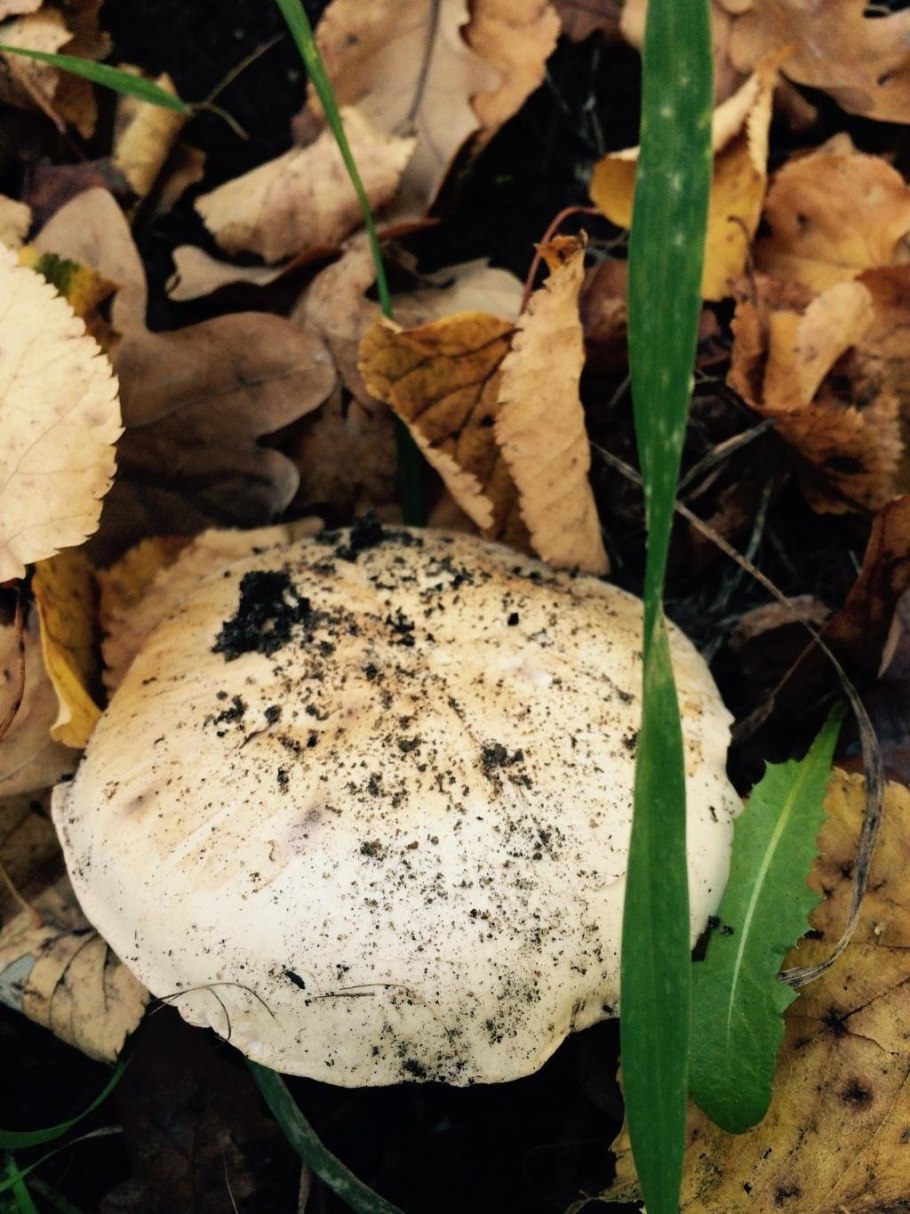 Грибы под дождем