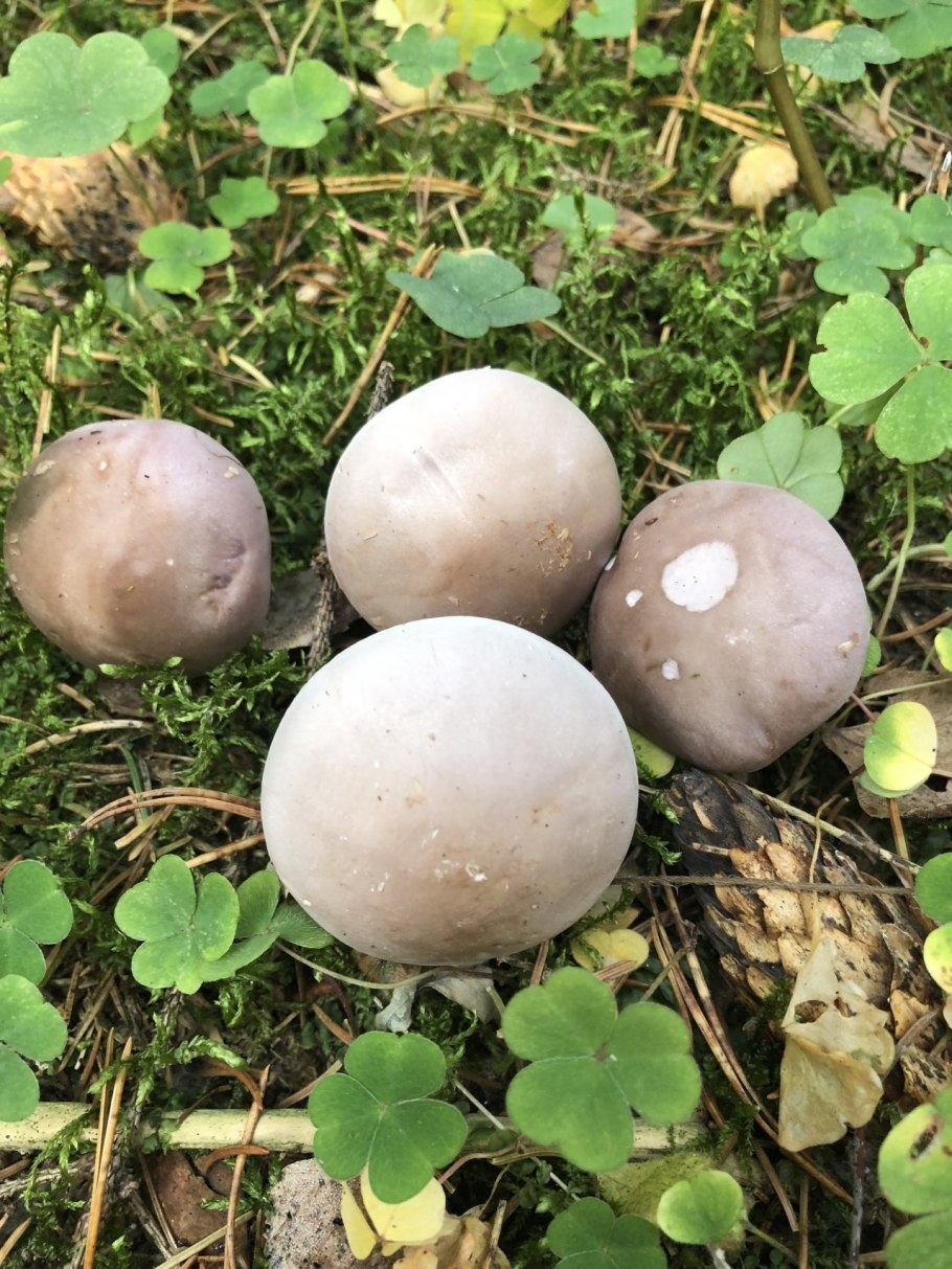 Забалуйки грибы