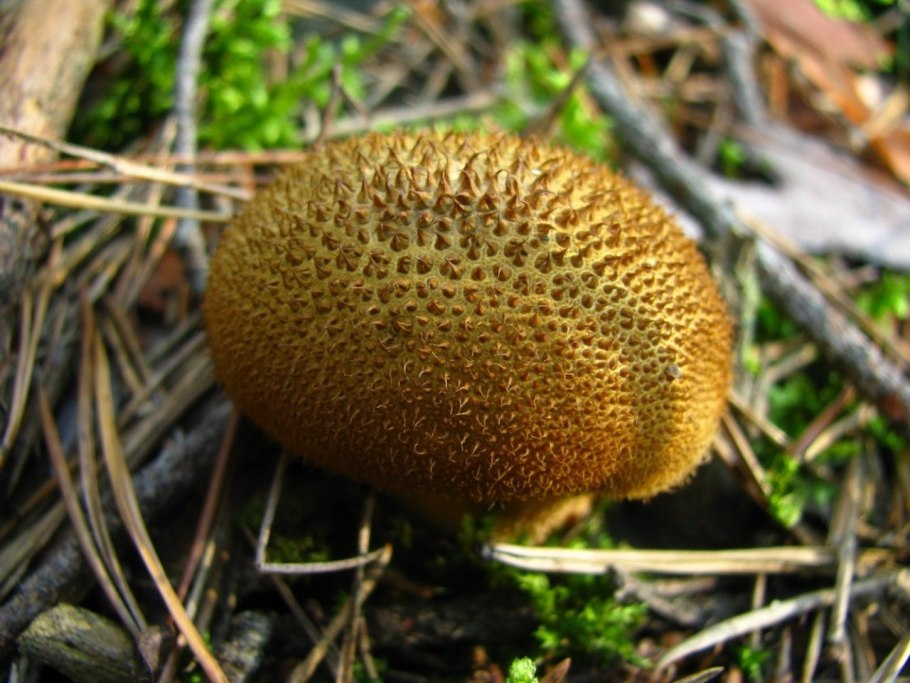 Грибы дождевик (Lycoperdon pyriforme)