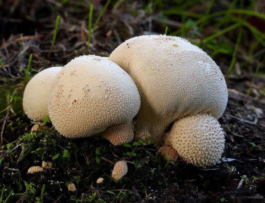 Дождевик Lycoperdon pyriforme