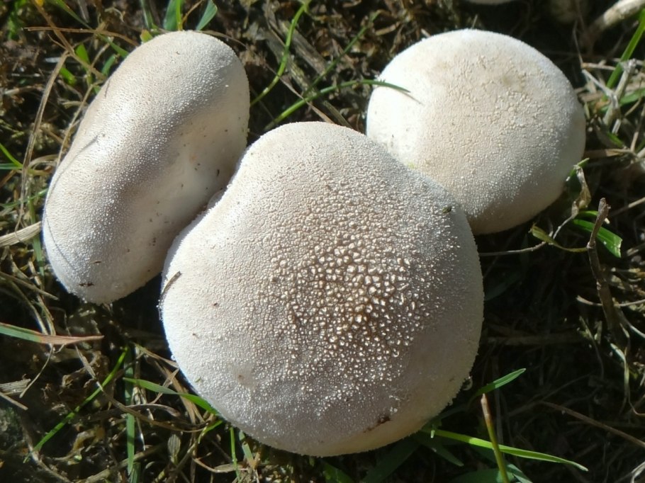 Гриб дождевик Луговой