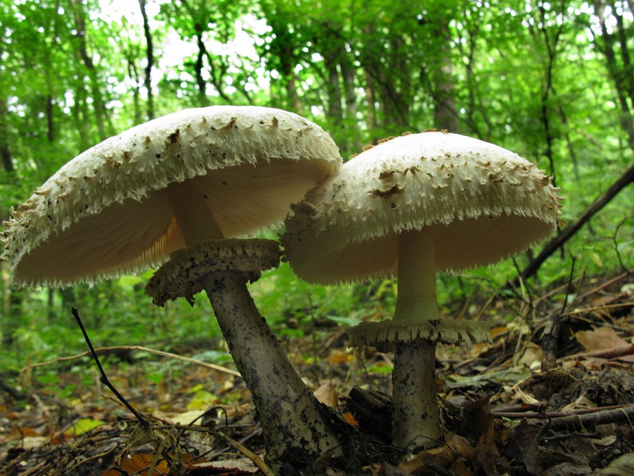 Гриб-зонтик краснеющий (Chlorophyllum rhacodes)