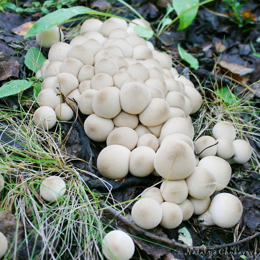 Грибы дождевик (Lycoperdon pyriforme)