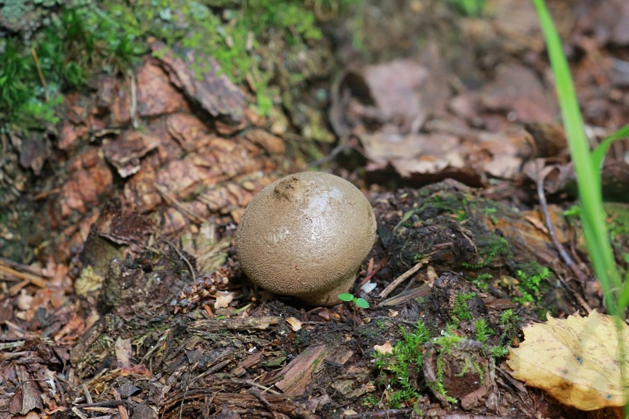 Волчий табак гриб