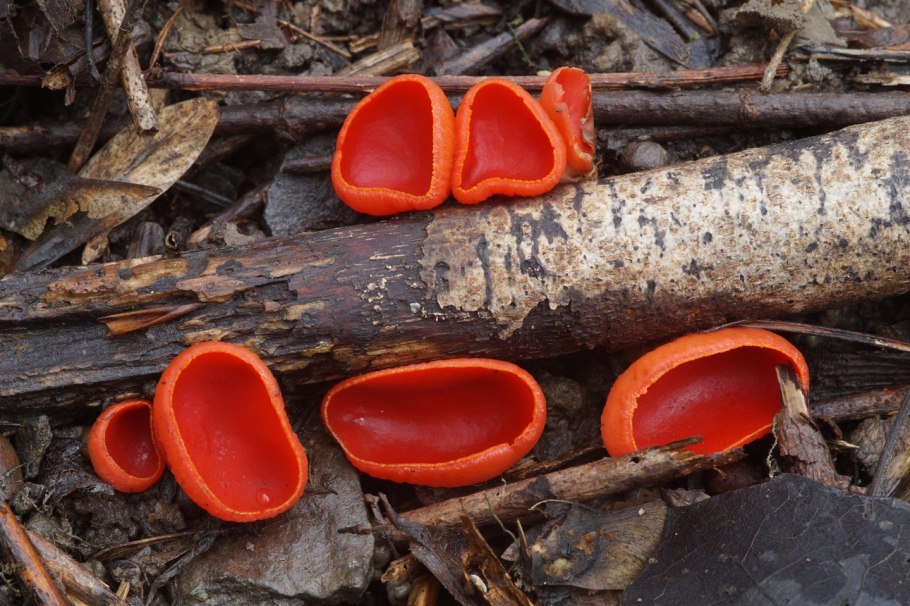 Дрожалка оранжевая (Tremella mesenterica)