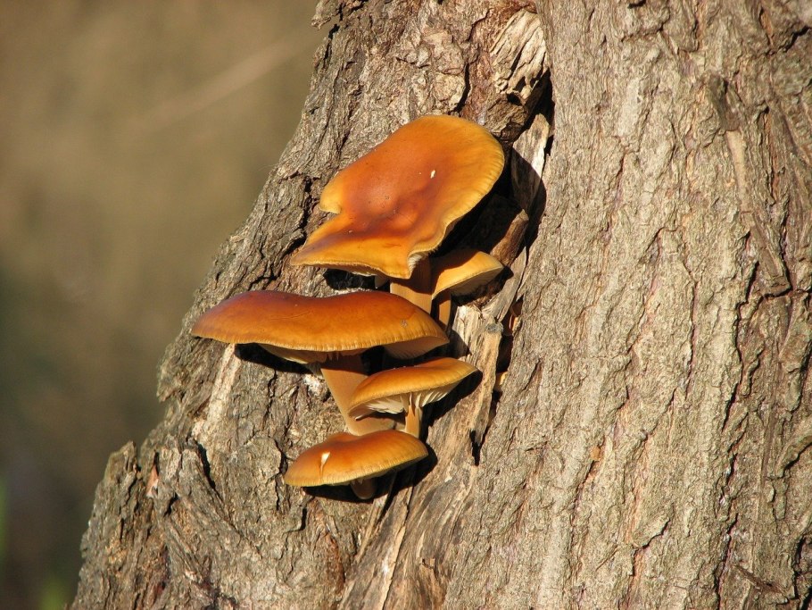 Pycnoporus cinnabarinus