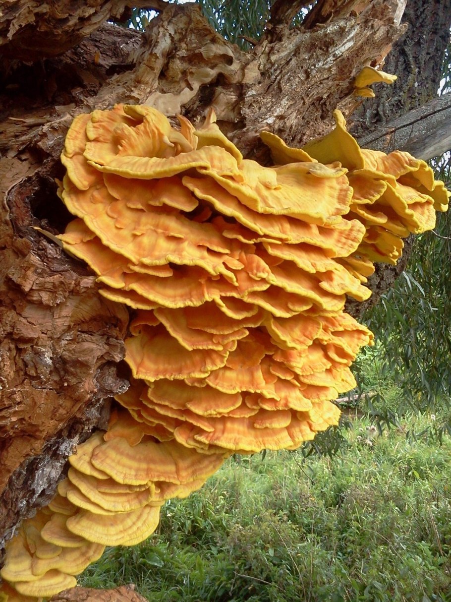 Алеврия оранжевая Aleuria aurantia