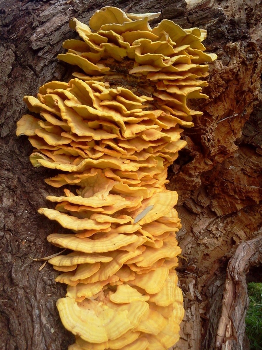 Фламмулина бархатистоножковая зимний опенок