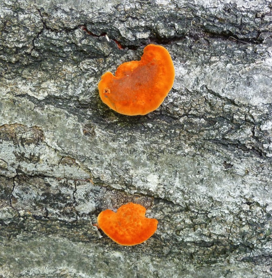 Гриб трутовик серно желтый