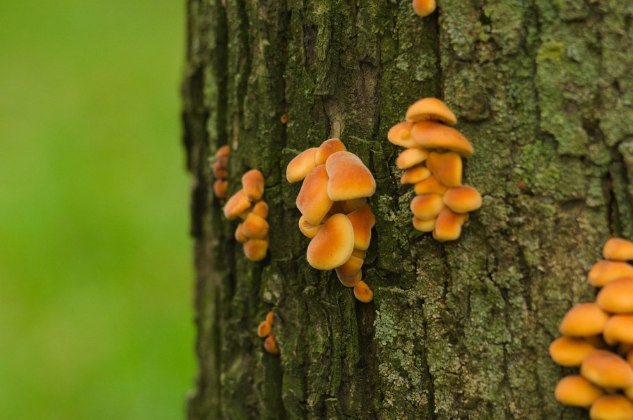 Зимний опенок фламмулина