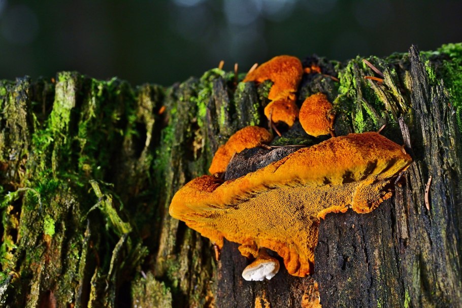 Трутовик серно-жёлтый