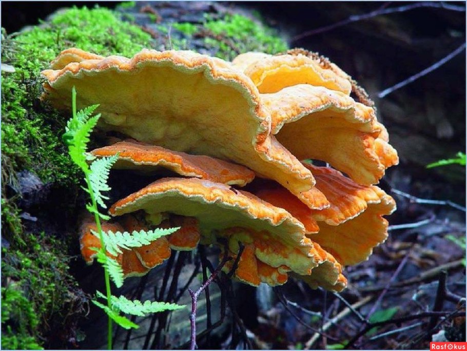 Гриб Laetiporus sulphureus