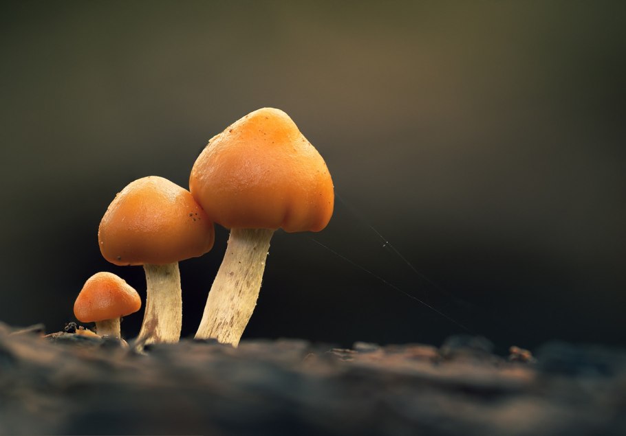 Съедобные грибы на деревьях с названиями