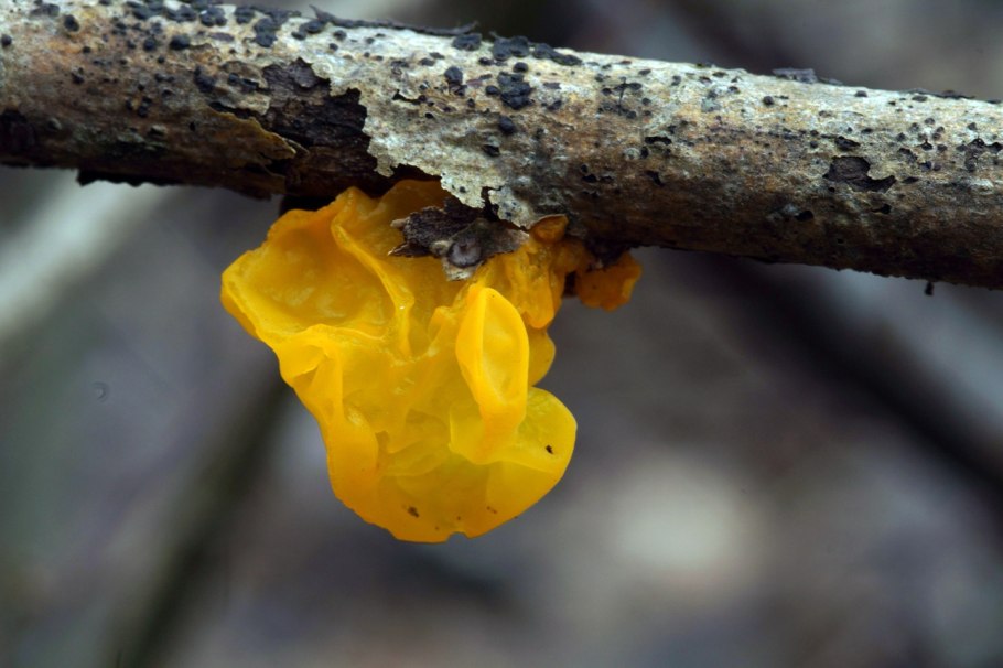 Отдельная картинка грибной семейки