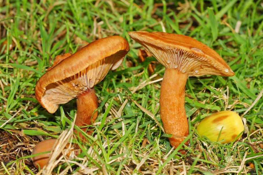 Млечник дубовый Lactarius Quietus