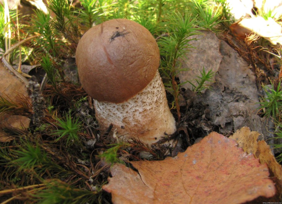 Гриб поддубовик сатанинский