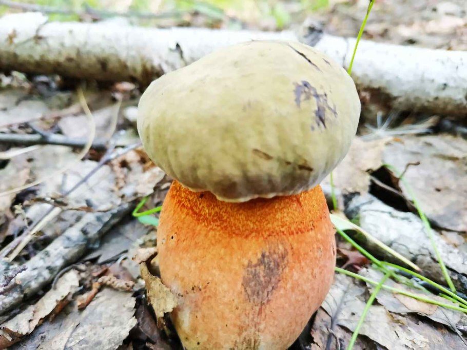 Полубелый гриб лимонник