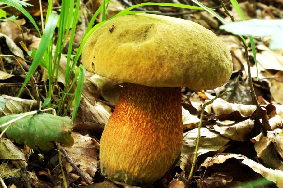 Гриб поддубовик (Дубовик)