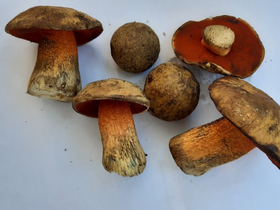 Гриб Дубовик крапчатый