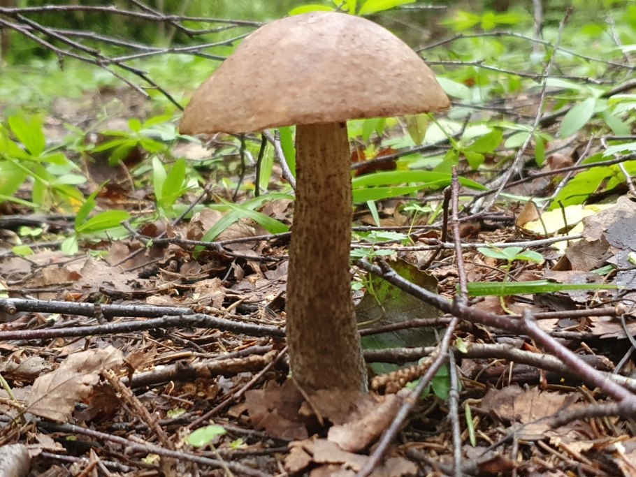 Боровик пурпурный Boletus purpureus
