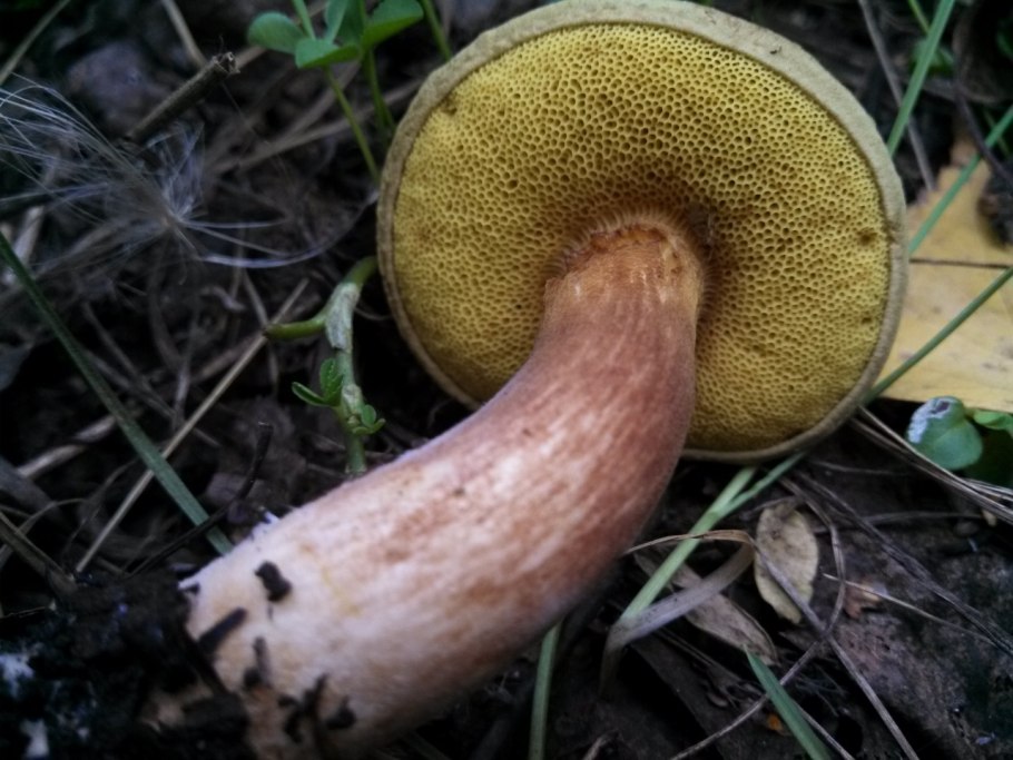 Подосиновик подберезовик обабок