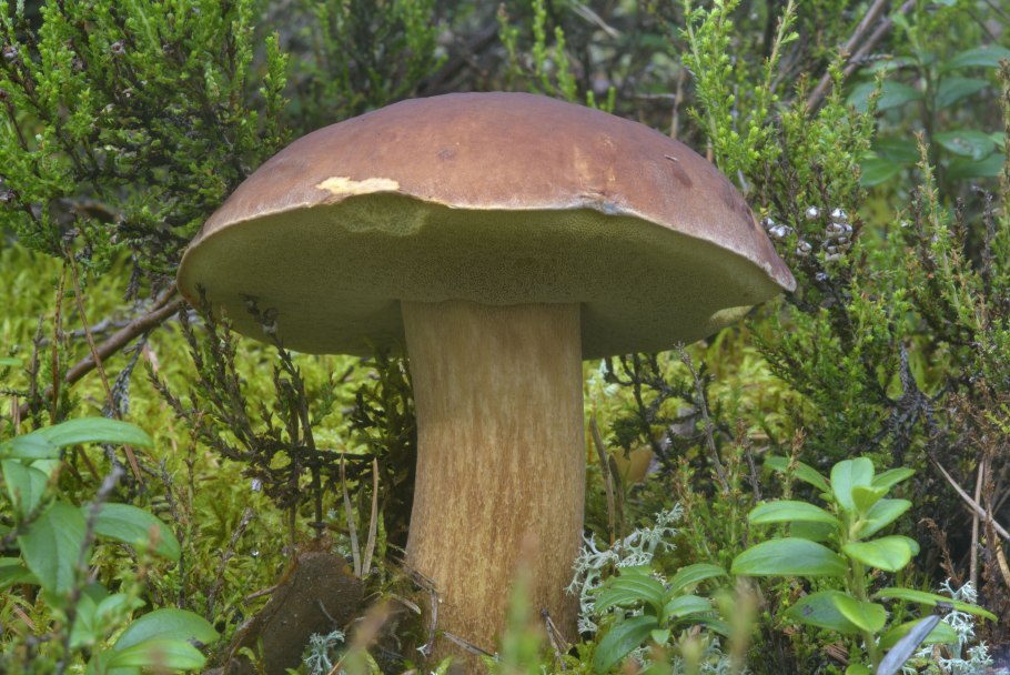 Дубовик волнушка