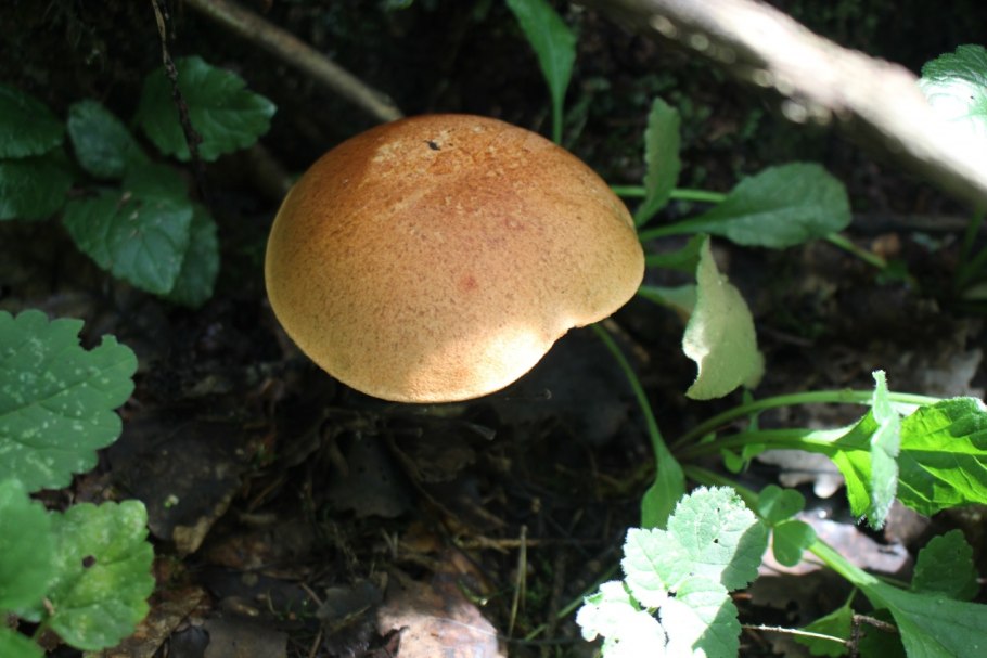 Подосиновик красный