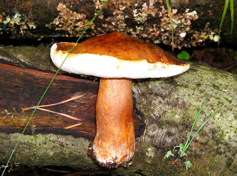 Грибы сухари съедобные